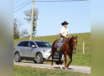 Quarter horse américain, Hongre, 5 Ans, 152 cm, Alezan cuivré