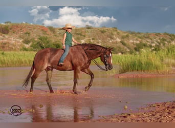 Quarter horse américain, Hongre, 5 Ans, 152 cm, Alezan cuivré