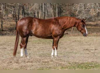 Quarter horse américain, Hongre, 5 Ans, 152 cm, Alezan cuivré