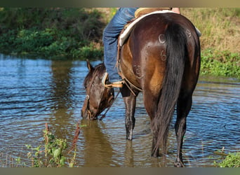 Quarter horse américain, Hongre, 5 Ans, 152 cm, Bai cerise