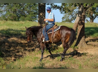 Quarter horse américain, Hongre, 5 Ans, 152 cm, Bai cerise