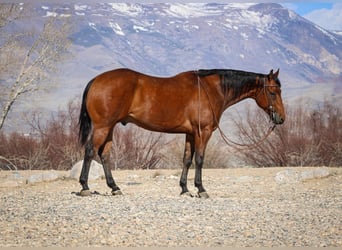 Quarter horse américain, Hongre, 5 Ans, 152 cm, Bai cerise