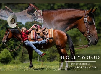 Quarter horse américain, Hongre, 5 Ans, 152 cm, Bai cerise