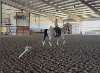 Quarter horse américain, Hongre, 5 Ans, 152 cm, Buckskin