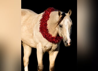 Quarter horse américain, Hongre, 5 Ans, 152 cm, Buckskin
