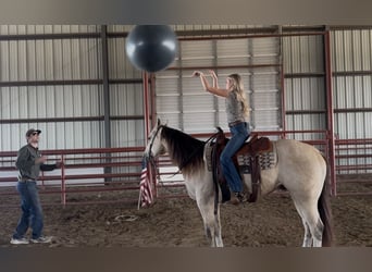 Quarter horse américain, Hongre, 5 Ans, 152 cm, Buckskin