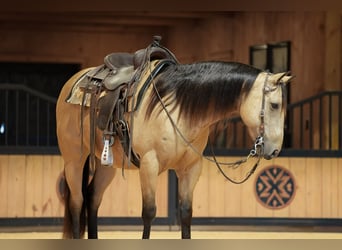 Quarter horse américain, Hongre, 5 Ans, 152 cm, Buckskin