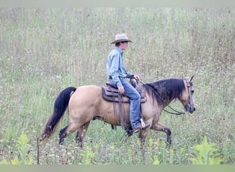 Quarter horse américain, Hongre, 5 Ans, 152 cm, Buckskin