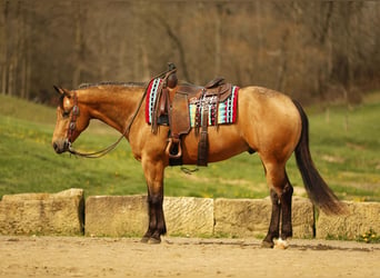 Quarter horse américain, Hongre, 5 Ans, 152 cm, Buckskin
