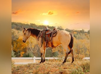 Quarter horse américain, Hongre, 5 Ans, 152 cm, Buckskin