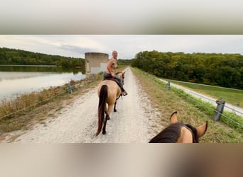 Quarter horse américain, Hongre, 5 Ans, 152 cm, Buckskin