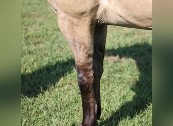 Quarter horse américain, Hongre, 5 Ans, 152 cm, Buckskin