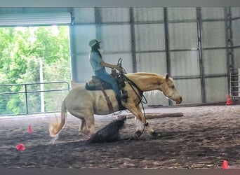 Quarter horse américain, Hongre, 5 Ans, 152 cm, Cremello