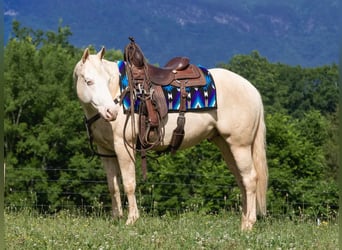 Quarter horse américain, Hongre, 5 Ans, 152 cm, Cremello