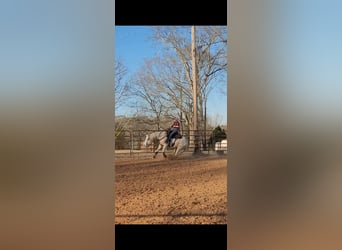 Quarter horse américain, Hongre, 5 Ans, 152 cm, Cremello