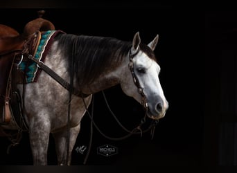 Quarter horse américain, Hongre, 5 Ans, 152 cm, Gris