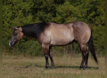 Quarter horse américain, Hongre, 5 Ans, 152 cm, Grullo