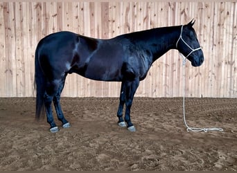 Quarter horse américain, Hongre, 5 Ans, 152 cm, Noir