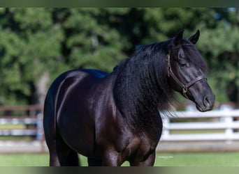 Quarter horse américain, Hongre, 5 Ans, 152 cm, Noir