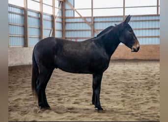 Quarter horse américain, Hongre, 5 Ans, 152 cm, Noir