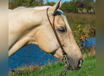 Quarter horse américain, Hongre, 5 Ans, 152 cm, Palomino