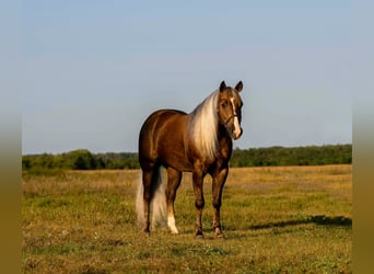 Quarter horse américain, Hongre, 5 Ans, 152 cm, Palomino