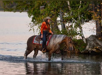 Quarter horse américain, Hongre, 5 Ans, 152 cm, Palomino