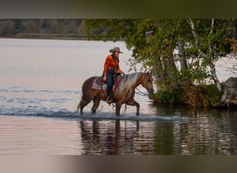 Quarter horse américain, Hongre, 5 Ans, 152 cm, Palomino