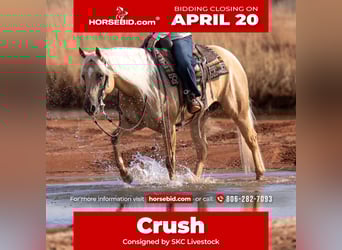 Quarter horse américain, Hongre, 5 Ans, 152 cm, Palomino