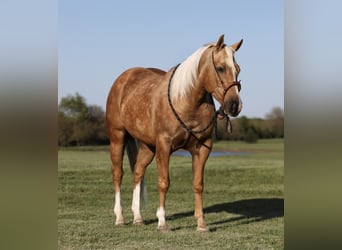 Quarter horse américain, Hongre, 5 Ans, 152 cm, Palomino
