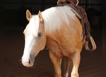 Quarter horse américain, Hongre, 5 Ans, 152 cm, Palomino