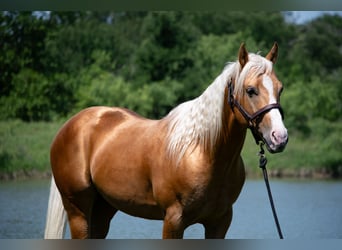 Quarter horse américain, Hongre, 5 Ans, 152 cm, Palomino