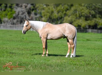 Quarter horse américain, Hongre, 5 Ans, 152 cm, Palomino