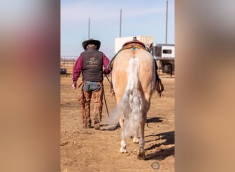 Quarter horse américain, Hongre, 5 Ans, 152 cm, Palomino