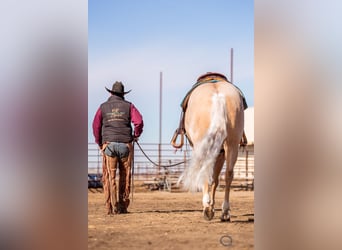 Quarter horse américain, Hongre, 5 Ans, 152 cm, Palomino