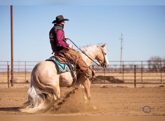 Quarter horse américain, Hongre, 5 Ans, 152 cm, Palomino