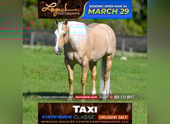 Quarter horse américain, Hongre, 5 Ans, 152 cm, Palomino