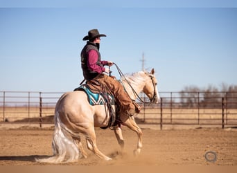 Quarter horse américain, Hongre, 5 Ans, 152 cm, Palomino