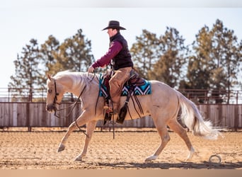 Quarter horse américain, Hongre, 5 Ans, 152 cm, Palomino