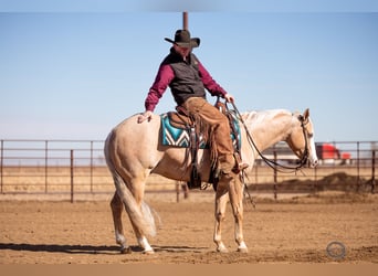 Quarter horse américain, Hongre, 5 Ans, 152 cm, Palomino