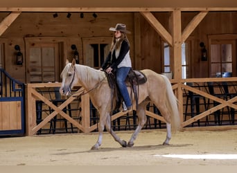 Quarter horse américain, Hongre, 5 Ans, 152 cm, Palomino