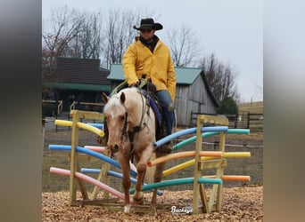 Quarter horse américain, Hongre, 5 Ans, 152 cm, Palomino