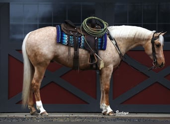 Quarter horse américain, Hongre, 5 Ans, 152 cm, Palomino