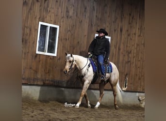 Quarter horse américain, Hongre, 5 Ans, 152 cm, Palomino