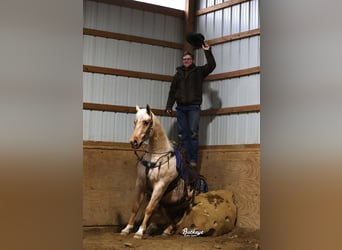 Quarter horse américain, Hongre, 5 Ans, 152 cm, Palomino