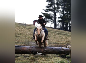 Quarter horse américain, Hongre, 5 Ans, 152 cm, Palomino