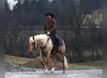 Quarter horse américain, Hongre, 5 Ans, 152 cm, Palomino