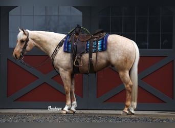 Quarter horse américain, Hongre, 5 Ans, 152 cm, Palomino