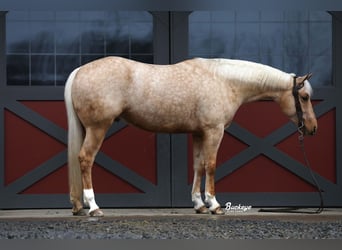 Quarter horse américain, Hongre, 5 Ans, 152 cm, Palomino