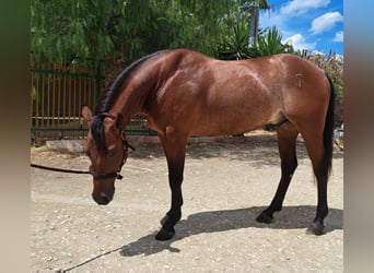 Quarter horse américain, Hongre, 5 Ans, 152 cm, Rabicano